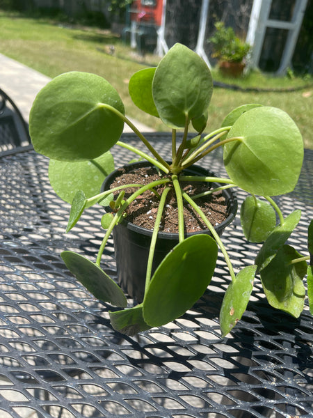 Pilea Peperomiodes -Chinese Money Plant