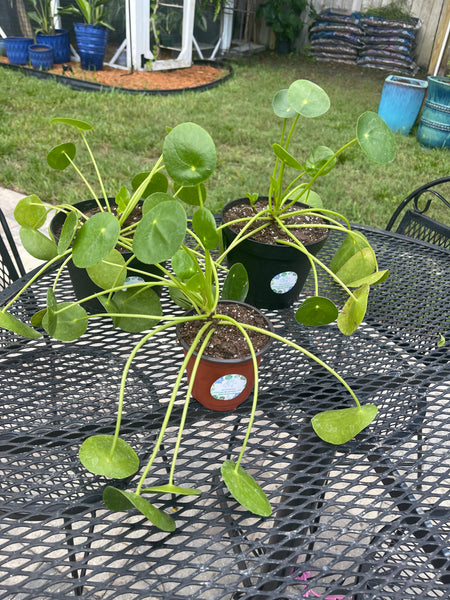 Pilea Peperomiodes -Chinese Money Plant
