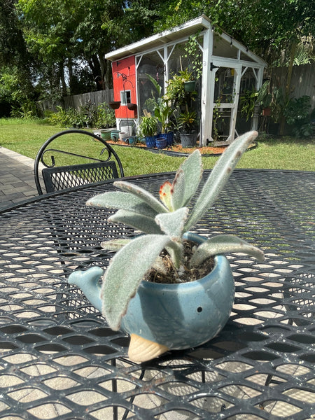 Blue whale planter