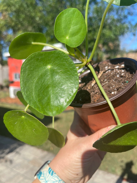 Pilea Peperomiodes -Chinese Money Plant