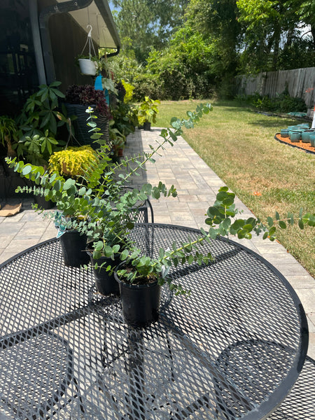 Eucalyptus