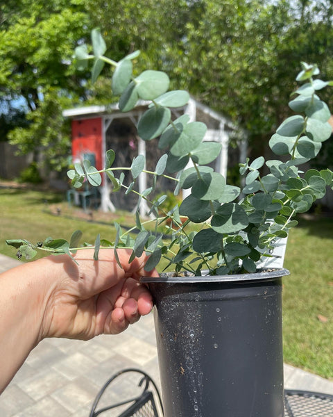 Eucalyptus