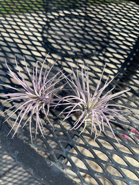 Lilac Airplant
