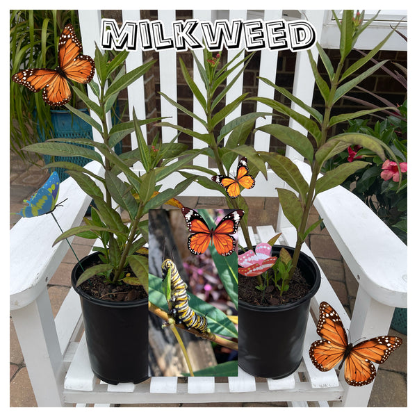 Milkweed *Local pick-up Only*
