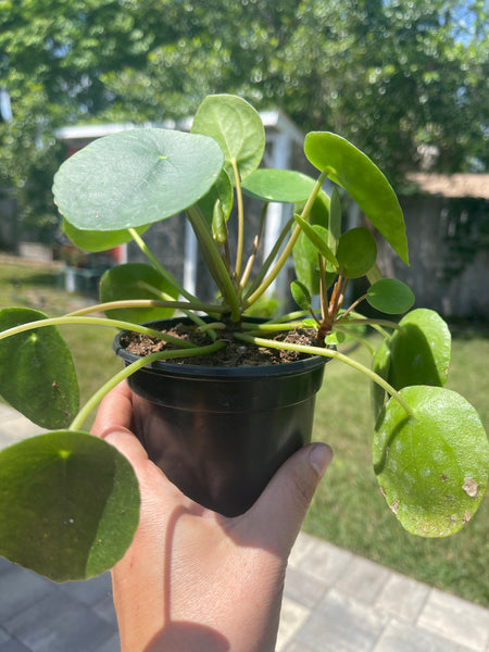 Pilea Peperomiodes -Chinese Money Plant