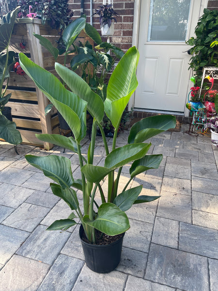Bird of Paradise *Local pick-up Only*