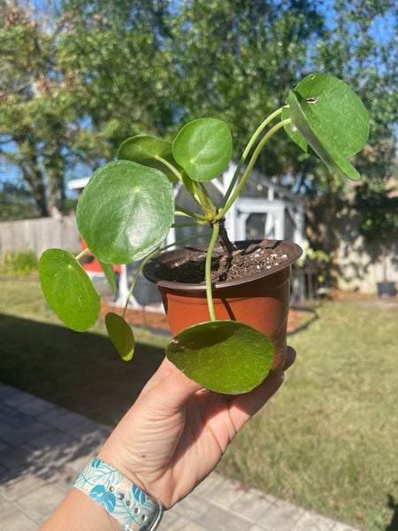Pilea Peperomiodes -Chinese Money Plant