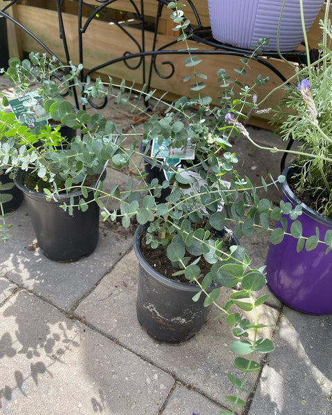 Eucalyptus