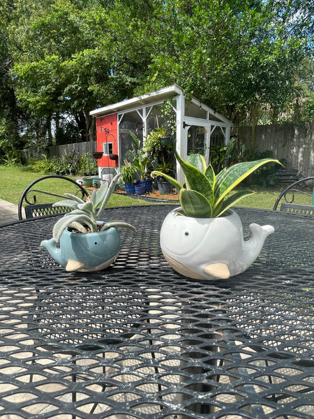 Blue whale planter