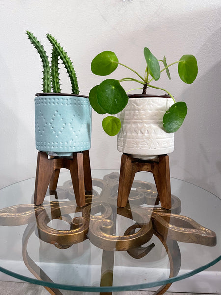 Pilea Peperomiodes -Chinese Money Plant